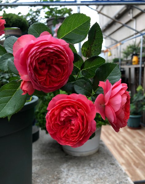 红果汁月季优缺点简介