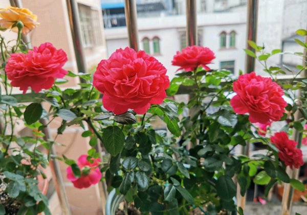 红果汁月季优缺点简介