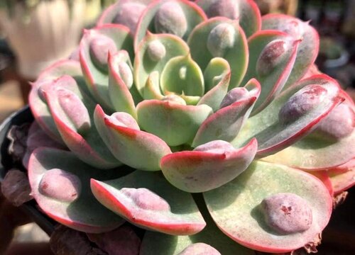 雨滴多肉怎么养出瘤子