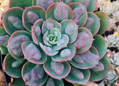 雨滴多肉怎么养出瘤子