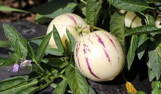 人参果哪三种人不宜吃