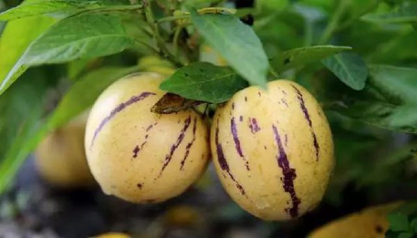 人参果哪三种人不宜吃