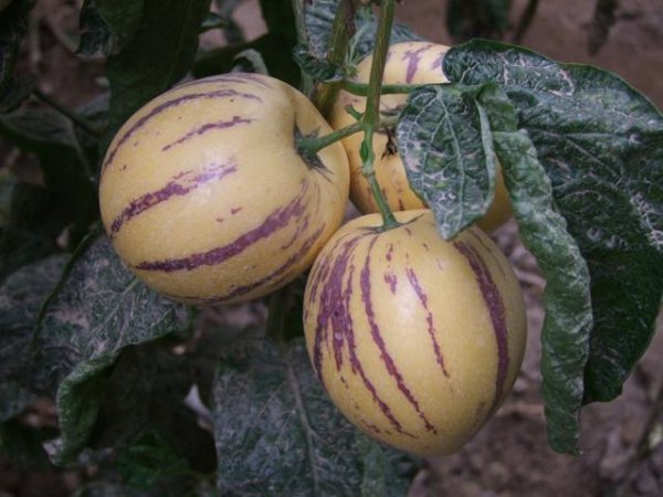 人参果哪三种人不宜吃