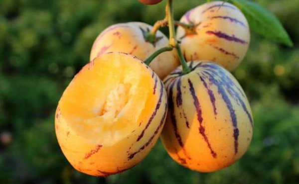 人参果哪三种人不宜吃