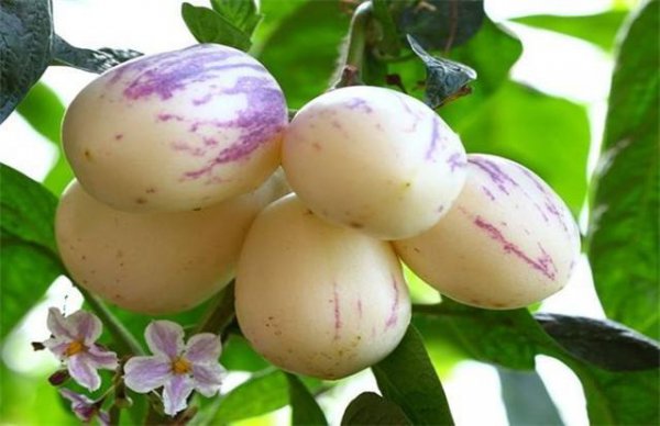 人参果哪三种人不宜吃