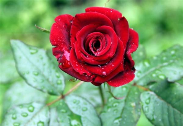 真心喜欢狮子座的星座