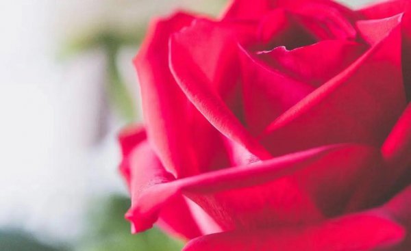 真心喜欢狮子座的星座