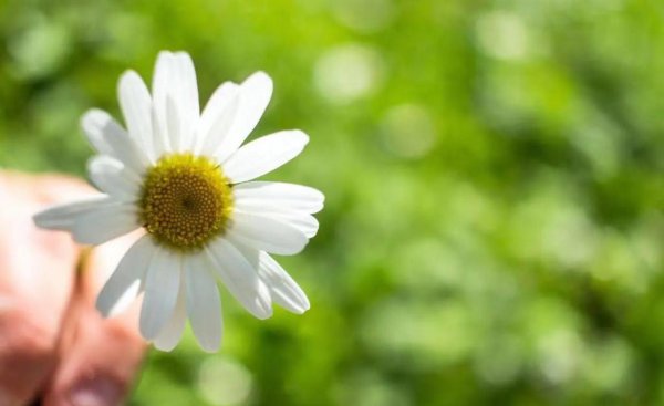 真心喜欢狮子座的星座