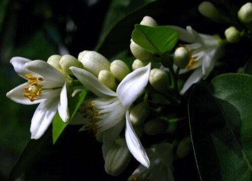 橘花风水寓意与作用
