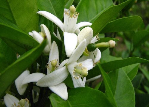 橘花风水寓意与作用