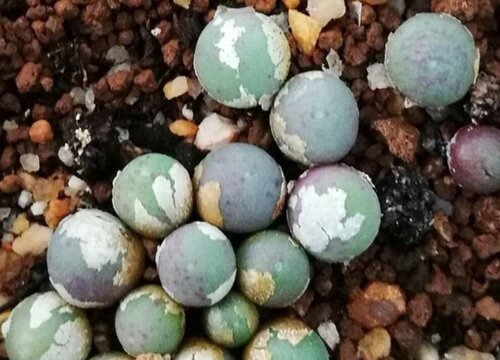 多肉植物的养殖方法和注意事项有哪些