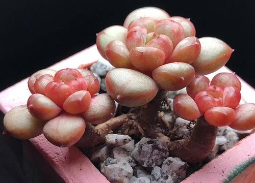 多肉植物的养殖方法和注意事项有哪些