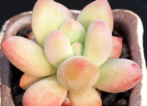 多肉植物的养殖方法和注意事项有哪些