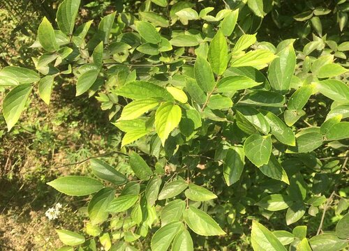 榉树和朴树有什么区别