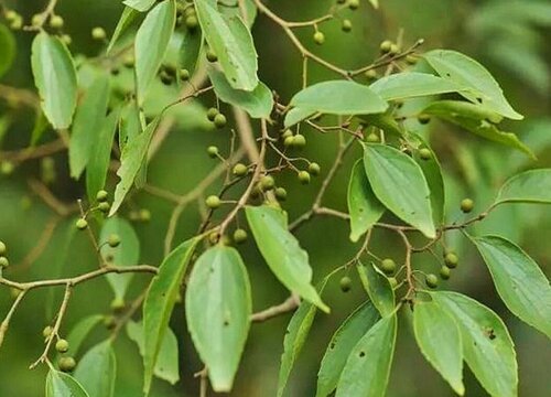 榉树和朴树有什么区别