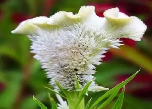 鸡冠花有几种颜色