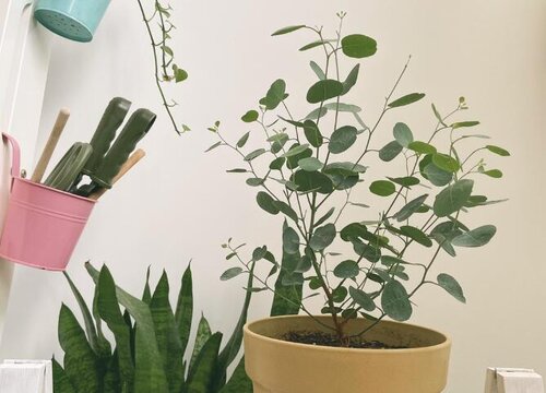 尤加利怎么过冬天