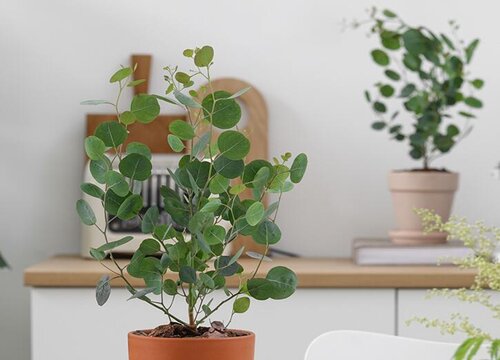 尤加利怎么过冬天