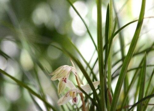兰花叶子发黄怎么快速处理