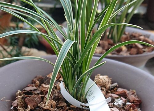 兰花叶子发黄怎么快速处理