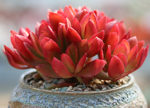 火祭冬天会冻死吗