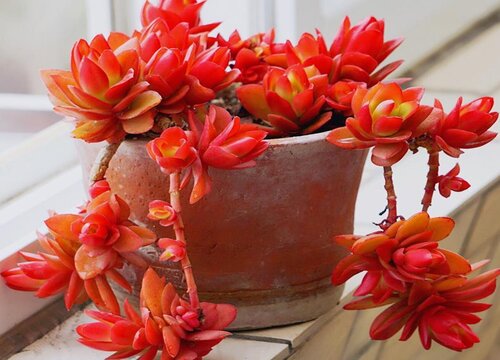 火祭冬天会冻死吗