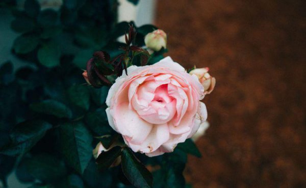 摩羯男最忍不了哪种撩