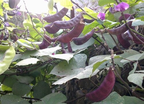 梅豆亩产量多少斤