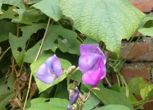 梅豆亩产量多少斤