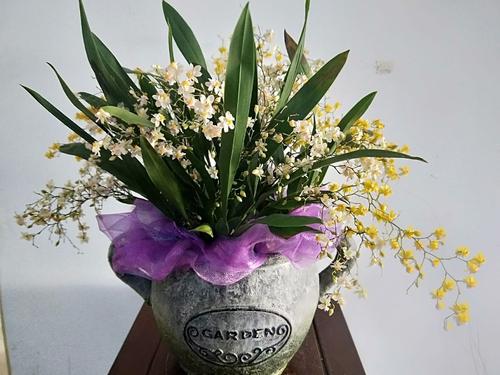 梦香兰开花后怎么修剪