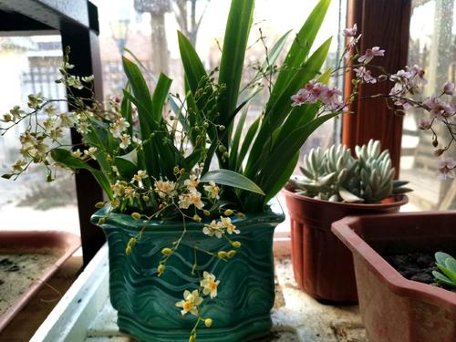 梦香兰开花后怎么修剪