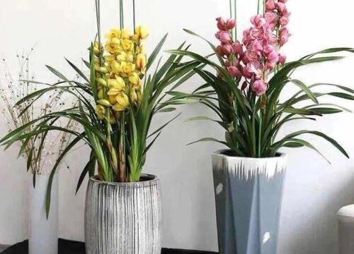 大花蕙兰怎么养护开花