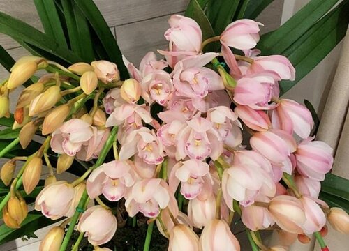 大花蕙兰怎么养护开花