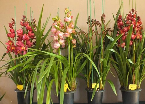 大花蕙兰怎么养护开花