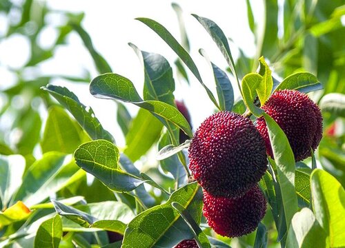 贵州杨梅什么时候成熟