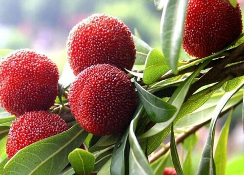 贵州杨梅什么时候成熟