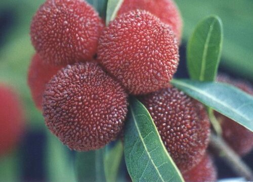 贵州杨梅什么时候成熟