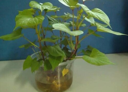 水培红薯的养殖方法和注意事项有哪些