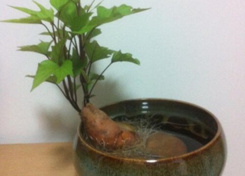 水培红薯的养殖方法和注意事项有哪些