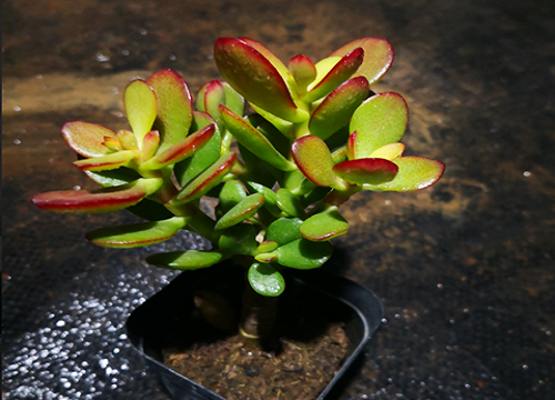 玉树养护一定不能做的三件事