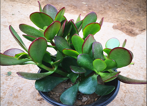 玉树养护一定不能做的三件事