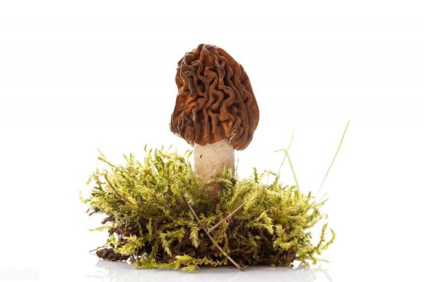 新鲜羊肚菌怎么保存得比较久