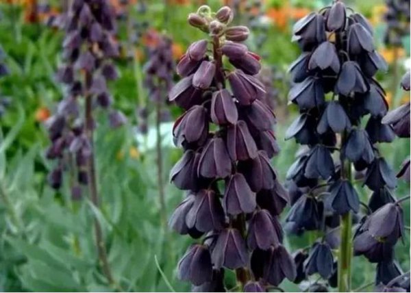 黑色的花有哪些及花名图片