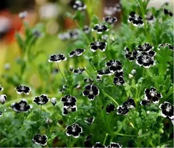 黑色的花有哪些及花名图片