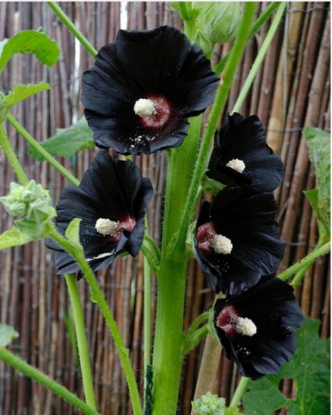 黑色的花有哪些及花名图片