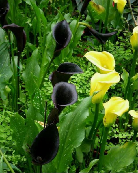 黑色的花有哪些及花名图片