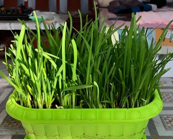 韭菜越长越细什么原因