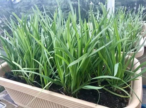 韭菜越长越细什么原因