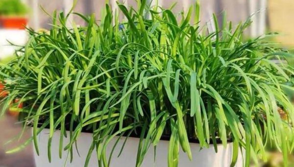 韭菜越长越细什么原因