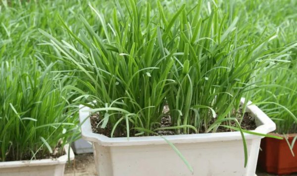 韭菜越长越细什么原因